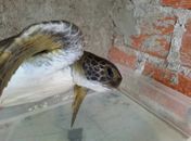 Animal marinho foi encontrado na manhã de hoje