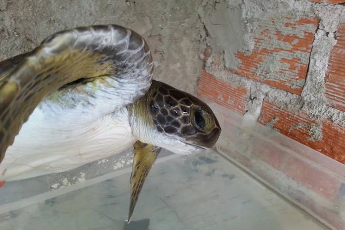 Animal marinho foi encontrado na manhã de hoje