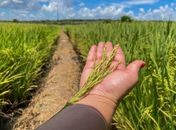 Safra alagoana de cereais, leguminosas e oleaginosas deve atingir 197,03 mil toneladas em 2025