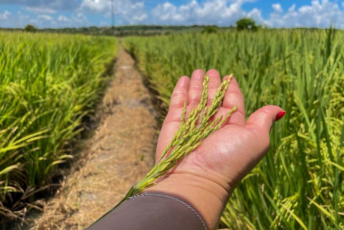 Safra alagoana de cereais, leguminosas e oleaginosas deve atingir 197,03 mil toneladas em 2025