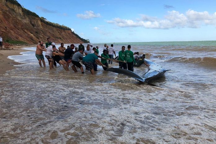 Baleia foi reintroduzida no mar