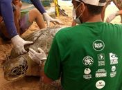 Tartaruga Marinha é resgata na praia de Riacho Doce