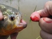Piranhas voltam a atacar banhistas no Rio São Francisco 