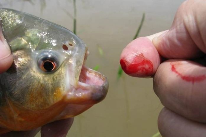 Piranhas voltam a atacar banhistas no Rio São Francisco