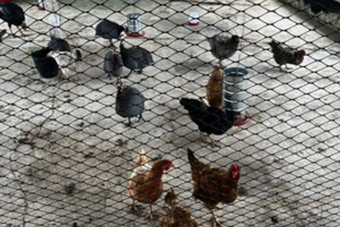 Ufal destaca o cuidado com os animais dos bairros em afundamento