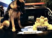 Droga foi encontrada dentro de veículo, durante revista, com ajuda de cão farejador.