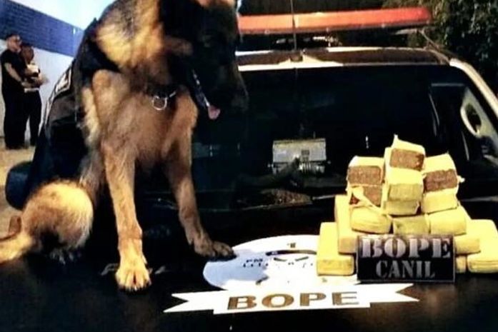Droga foi encontrada dentro de veículo, durante revista, com ajuda de cão farejador.