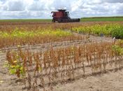Plano AgroNordeste é lançado em Alagoas; nesta etapa serão contemplados oito municípios