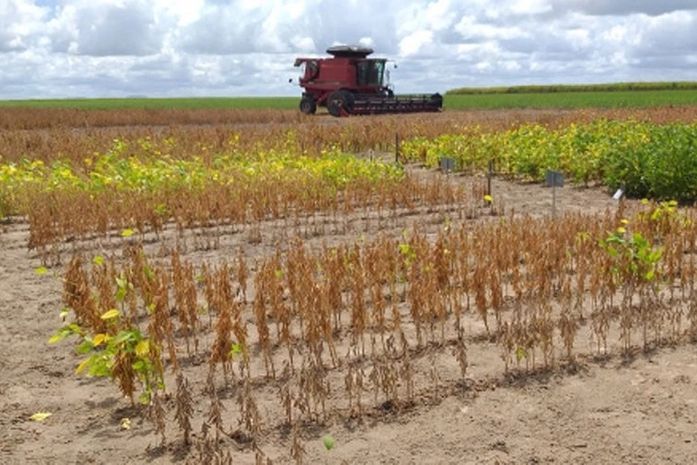 Plano AgroNordeste é lançado em Alagoas; nesta etapa serão contemplados oito municípios