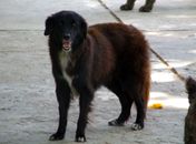 Gilmar é um dos cães que sobreviveram ao envenenamento no Neafa