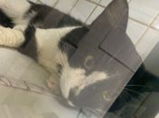 Vídeo: moradores relatam novos casos de gatos mortos por envenenamento no Corredor Vera Arruda e pedem justiça: "vamos procurar a proteção desses animais"