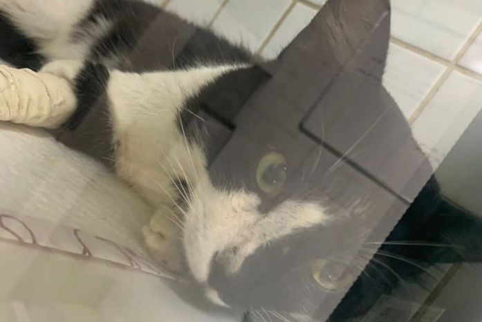 Vídeo: moradores relatam novos casos de gatos mortos por envenenamento no Corredor Vera Arruda e pedem justiça: "vamos procurar a proteção desses animais"