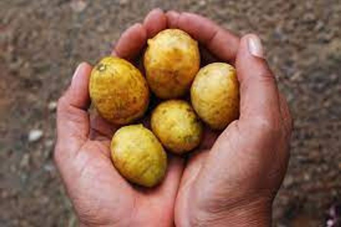 “Posso te pedir um favor, não é para agora (...)”- pede o quilombola de Cajá dos Negros, em Batalha, a essa ativista