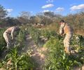 Em operação integrada, SSP e MP apreendem mais de 25 mil pés de maconha em Canapi