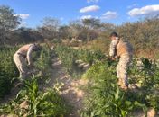 Em operação integrada, SSP e MP apreendem mais de 25 mil pés de maconha em Canapi