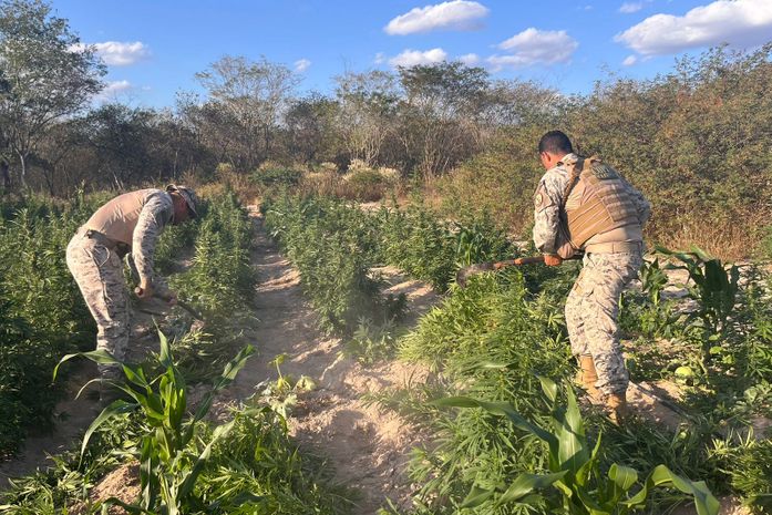 Em operação integrada, SSP e MP apreendem mais de 25 mil pés de maconha em Canapi