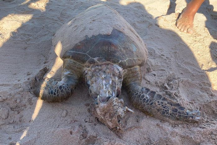 Tartaruga é encontrada morta na Praia de Ponta Verde