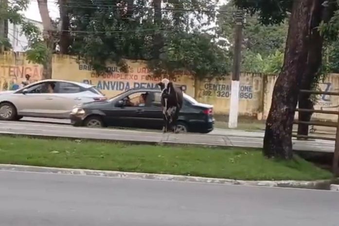 Vaca “turista” interrompe trânsito na Durval de Góes Monteiro, em Maceió