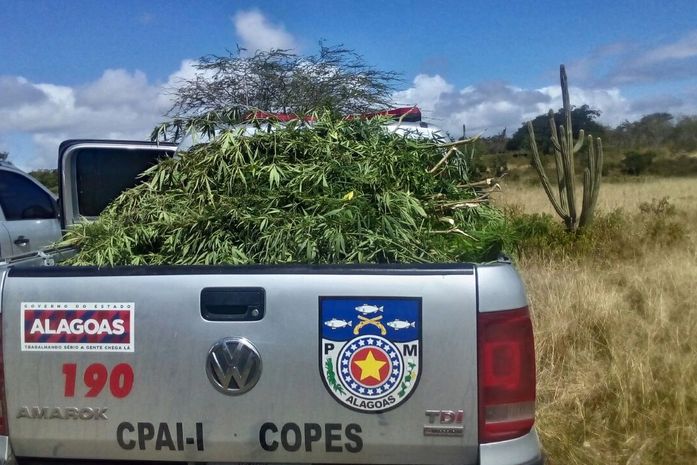 Pés de maconha apreendidos