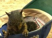 Esquilo órfão estrela das redes sociais é sacrificado após ser aprendido na casa de tutor; entenda o caso