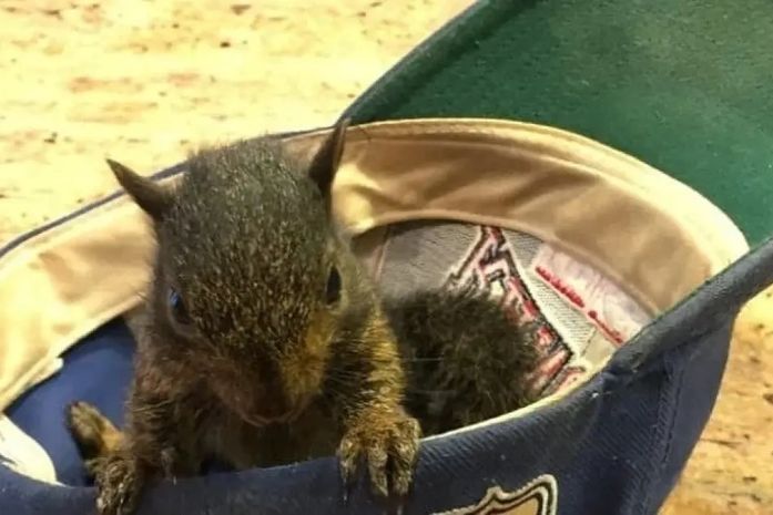 Esquilo órfão estrela das redes sociais é sacrificado após ser aprendido na casa de tutor; entenda o caso