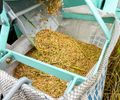 Produção de arroz no Baixo São Francisco alagoano cresce 41% em três anos