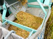 Produção de arroz no Baixo São Francisco alagoano cresce 41% em três anos