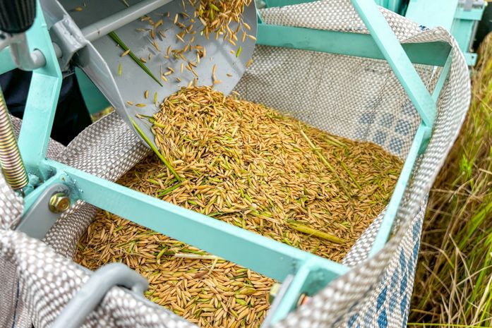 Produção de arroz no Baixo São Francisco alagoano cresce 41% em três anos