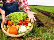 Agricultores de Penedo são orientados para vender ao poder público