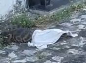 Jacaré é flagrado em cemitério e surpreende moradores no interior de AL
