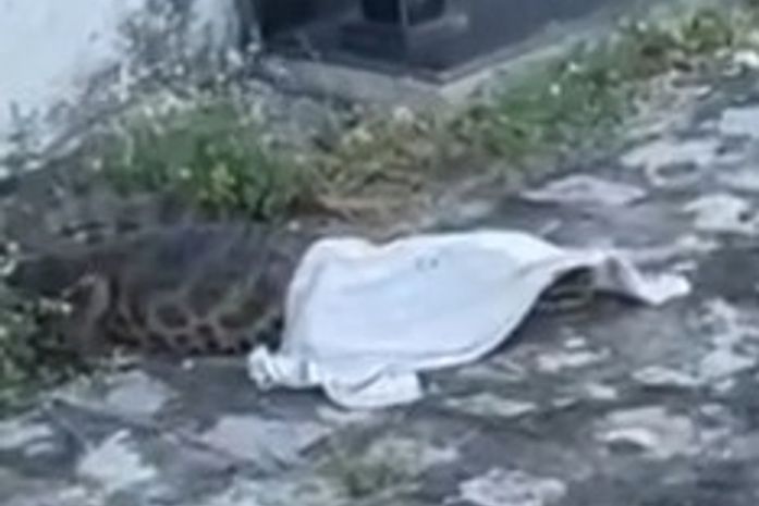 Jacaré é flagrado em cemitério e surpreende moradores no interior de AL