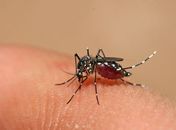 Secretaria registra 1364 casos suspeitos de zika em Maceió