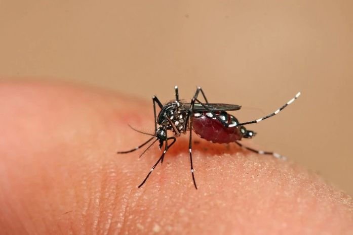 Secretaria registra 1364 casos suspeitos de zika em Maceió