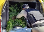 Plantação é localizada pela polícia 