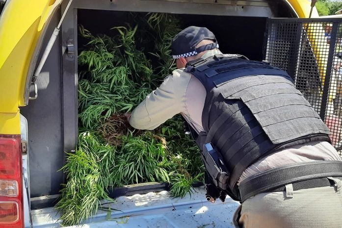 Plantação é localizada pela polícia 