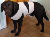 Técnica de enfaixar o cachorro