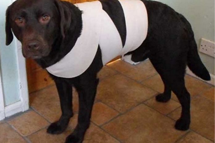 Técnica de enfaixar o cachorro