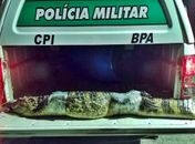 Jacaré de dois metros é resgatado pelo BPA em Marechal Deodoro 