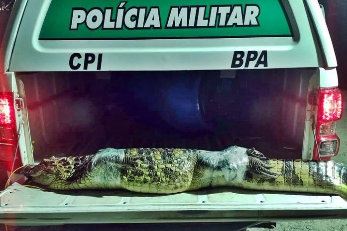 Jacaré de dois metros é resgatado pelo BPA em Marechal Deodoro