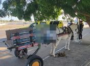 Homem é encontrado morto em carroça de burro em Arapiraca
