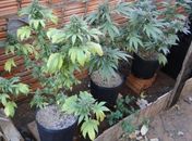 Material foi encontrado na cidade de Quebrangulo