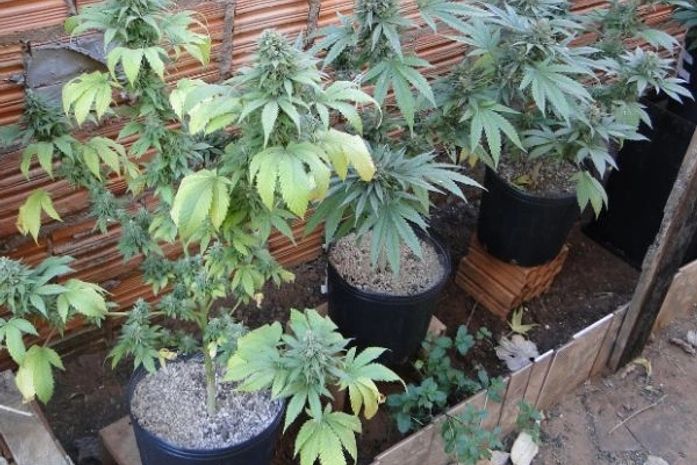 Material foi encontrado na cidade de Quebrangulo