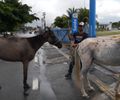 Saiba como solicitar à UVZ de Maceió a captura de animais em vias públicas