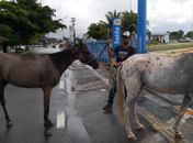 Saiba como solicitar à UVZ de Maceió a captura de animais em vias públicas
