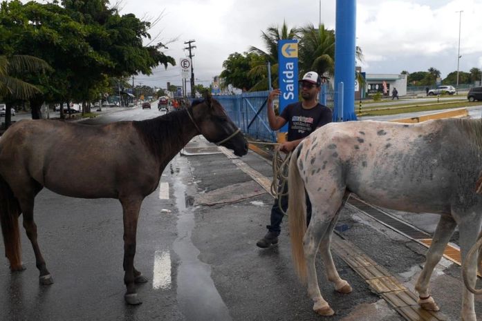 Saiba como solicitar à UVZ de Maceió a captura de animais em vias públicas