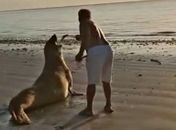 Imagens mostram homem interagindo com elefante-marinho em praia de AL; Instituto faz alerta