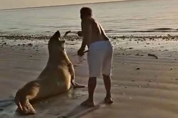 Imagens mostram homem interagindo com elefante-marinho em praia de AL; Instituto faz alerta