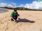 Três filhotes de peixe-boi são encontrados mortos em praia de Maceió

