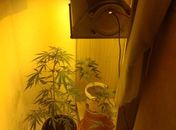 Servidor público é autuado após ser flagrado com plantação doméstica de maconha