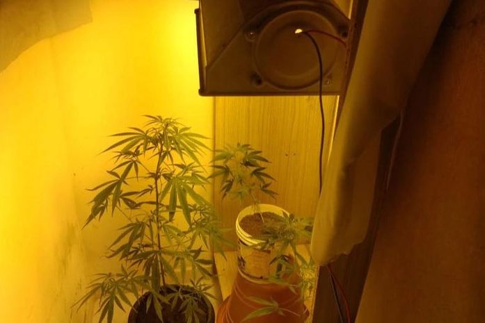 Servidor público é autuado após ser flagrado com plantação doméstica de maconha